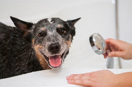 Cattle Dog Who Hates Baths ‘With His Whole Soul’ Climbs Right in After Hearing Mom Cry