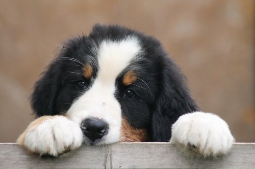 Brave Bernese Mountain Puppy Gets ‘Nail Trim’ From a Hungry Horse & We’re Cracking Up
