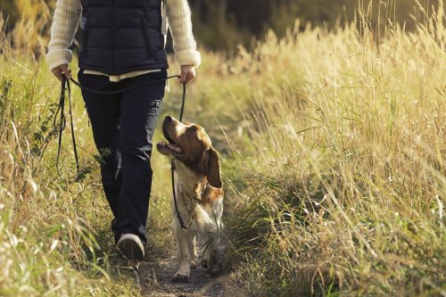 8 Signs Your Dog Sees You as Their Guardian Angel, Say Vets