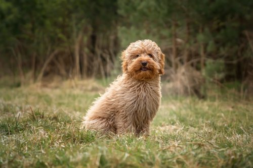 Cavapoo Who Looks Like Teddy Bear Attends ‘Pupchella’ and Can’t Stop Smiling
