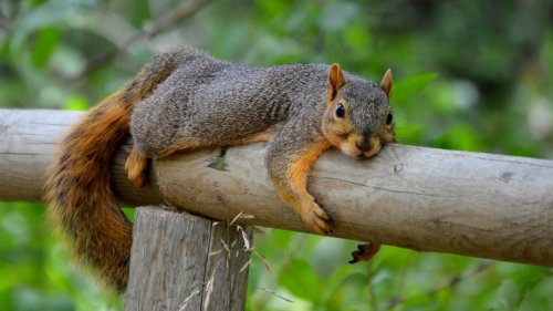 Woman's Kind Gesture Toward Overheated Squirrel Turns Into Something Magical