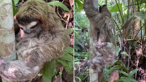 Moment Rescued Mama Sloth Reunited with Her Baby Is Full of Sweetness