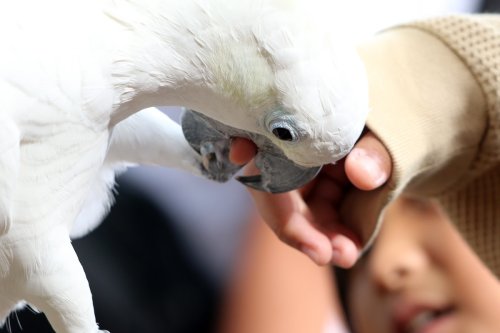 Black Cockatoo’s Tantrum When Dad Gives Him the Wrong Snack Is So Kid-Like