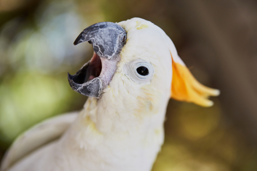 Cockatoo Bobs His Little Head to 'Yellow Submarine' Like the Ultimate Beatles Fan