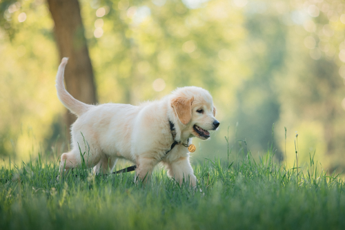 Golden Retriever Puppy Insists on Walking Himself Home and We’re Obsessed with His Confidence
