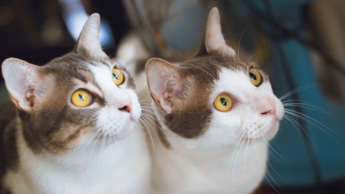 Cat Siblings' Special Moment While Bird Watching Is Giving People the Feels