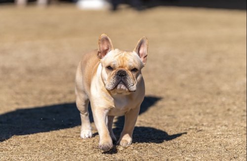 French Bulldog Spins With Excitement Meeting New 8-Week-Old English Bulldog Sibling