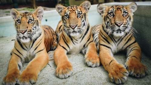 Tiger Cub Triplets at Saint Louis Zoo Enjoy Their Very First Swim