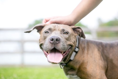 Lovebug Rescue Dog Reunites with Foster Mom & Melts Into Puddle of Joy