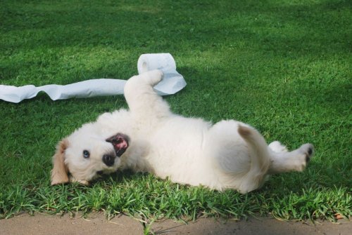 Golden Retriever Puppy Falls Head Over Heels for Wolf Statue and It's Too Cute