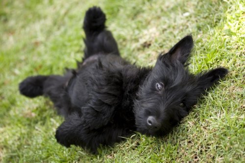 Baby Scottish Terrier Has People Swearing She Barks With a Scottish Accent
