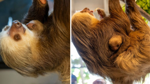 Palm Beach Zoo Shares More Adorable Photos of Mama Sloth and Her Tiny Newborn