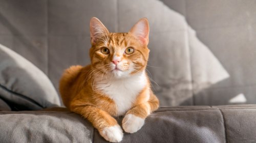 Orange Cat's Bizarre Way of Sitting Has Everyone in Stitches