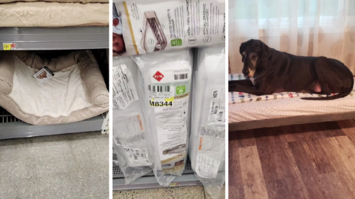 Easy Hack for Making a DIY, Durable Dog Bed Is Brilliant