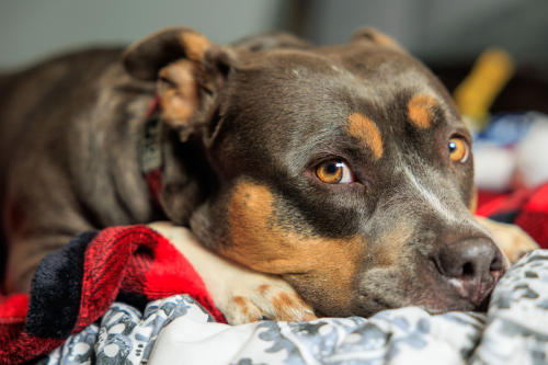Funny List of Huge Rottweiler's 'Fears' Has People Cracking Up