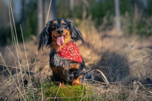 Longhaired Dachshund’s Funny ‘Grins for Grandma’ Have People Cracking Up