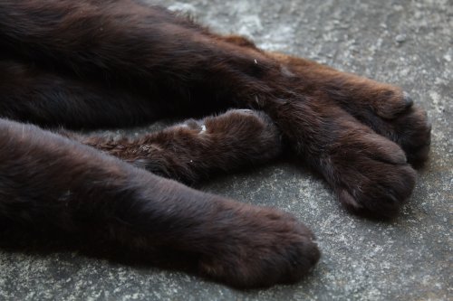 These Three Sibling Cats Insist on Sleeping Together No Matter How Cramped—and It’s Too Cute