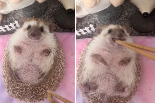 Hedgehog Wiggles With Pure Joy Each Time He's Offered Another Snack