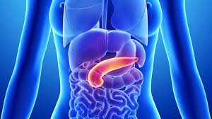 A Cosa Serve il Pancreas?