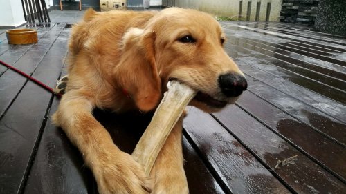 Perché ai cani piacciono gli ossi?