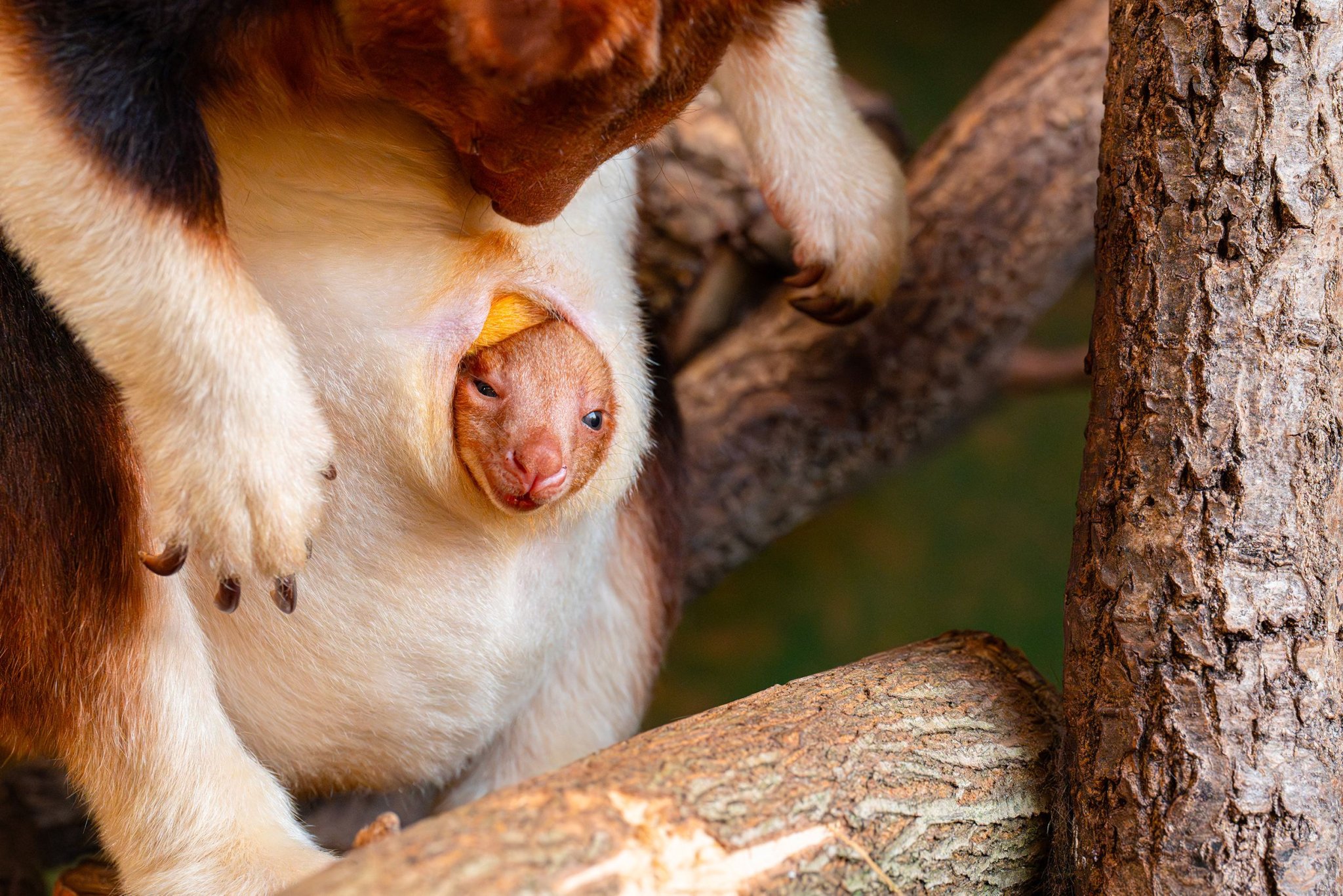 Kangourou intrépide, tigre barboteur et agriculteurs en colère : découvrez nos photos de la semaine