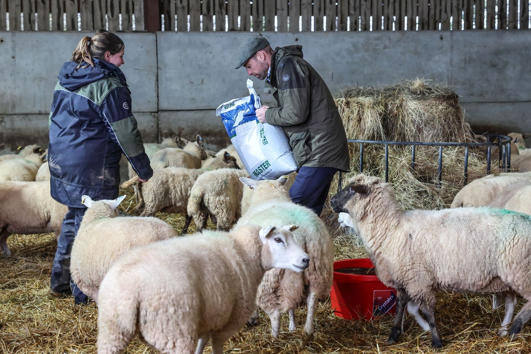 Quand le prince William joue les valets de ferme dans le Herefordshire