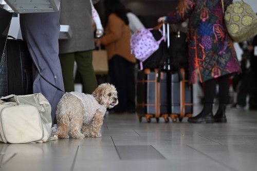 Elle n’a pas les papiers pour prendre l’avion avec son chien, elle le noie dans les toilettes de l’aéroport
