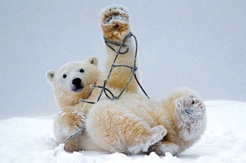 En Alaska - L'ours polaire et la corde