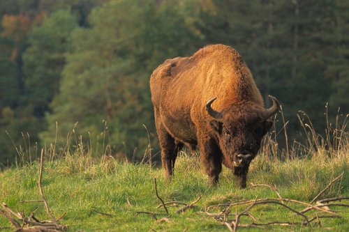 Allemagne : le premier bison sauvage observé depuis 200 ans…abattu par les autorités