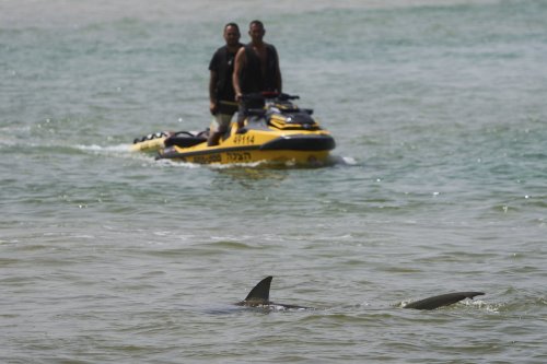 « Il le mange » : les images terrifiantes d’une attaque mortelle de requin sur une plage en Israël