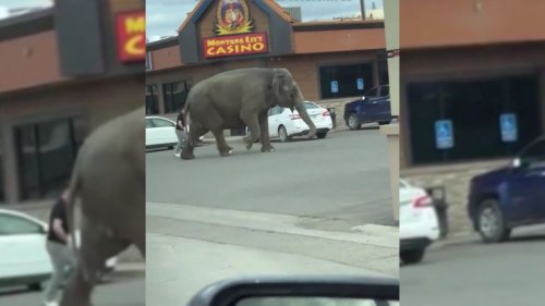 Dans le Montana, un éléphant s’échappe d’un cirque et sème la panique dans les rues