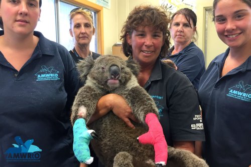 Jeremy, le koala aux pattes brûlées, est soigné - Victime des feux en Australie