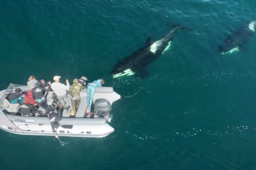 Attaques d’orques : les images incroyables d’un assaut