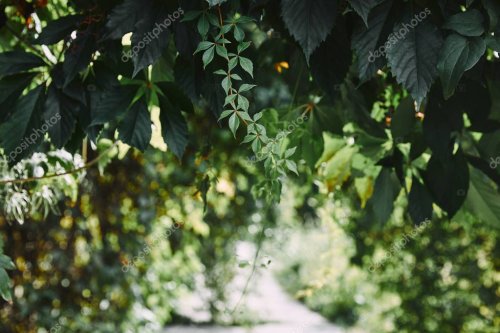 Connaissez-vous ce jardin insoupçonné, laissé en friche depuis 1986 à Montmartre ?