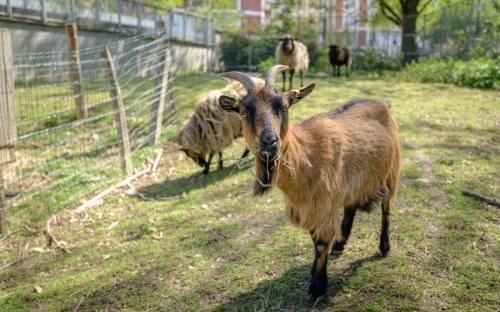 Découvrez la ferme urbaine de Paris, un coin de nature insoupçonné en ville