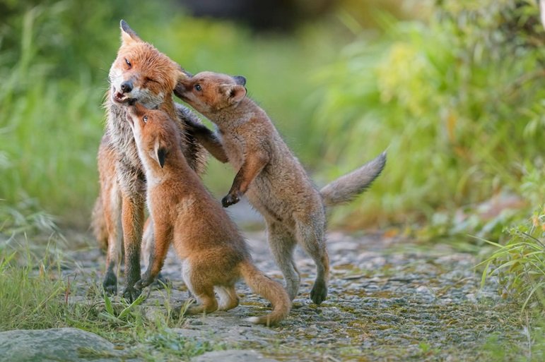 On découvre la vie secrète des animaux parisiens à travers cette adorable exposition gratuite