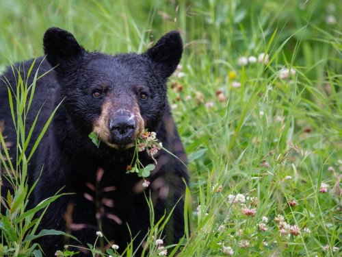 How Many Bears Are in New Jersey? | East Coast Traveler | NewsBreak Original