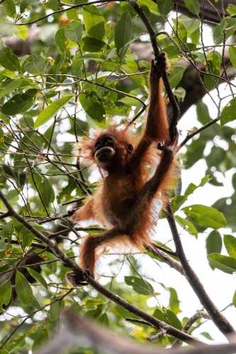Sumatra Reise: Orang-Utan Dschungel Abenteurer in Bukit Lawang