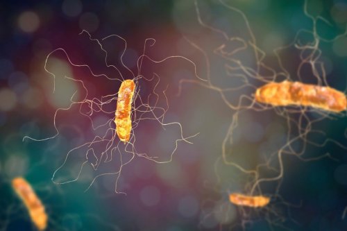 Infections nosocomiales : une molécule clé dans l’adaptation de Clostridium difficile à l’environnement intestinal