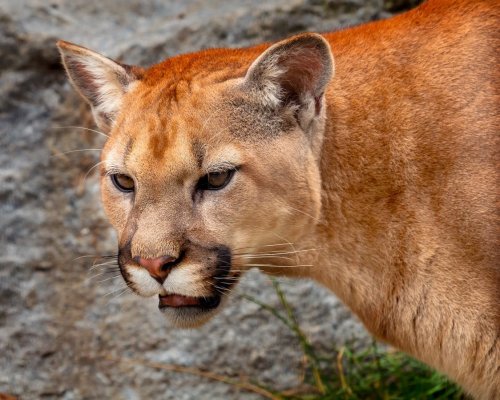 Elmwood Zoo Says Goodbye To Its 2 Cougars