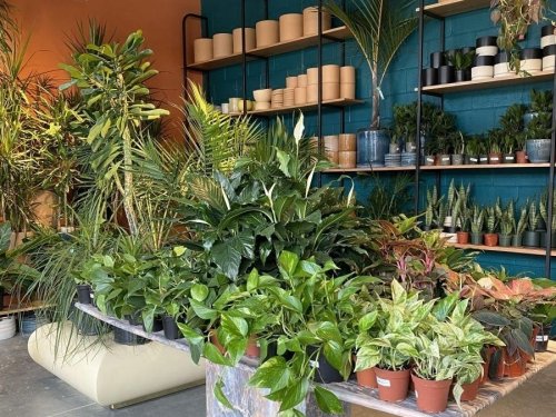 Specialty Houseplant Store Rewild Opens New Location In Potomac