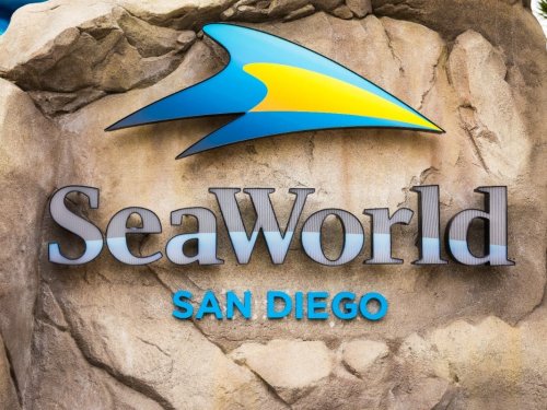 Rescued Pilot Whale Dies At SeaWorld San Diego