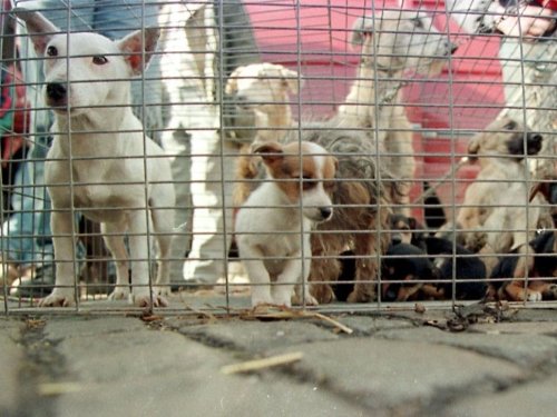 Horrible Hundred 2022 Report Cites Problem Puppy Mills In 18 States