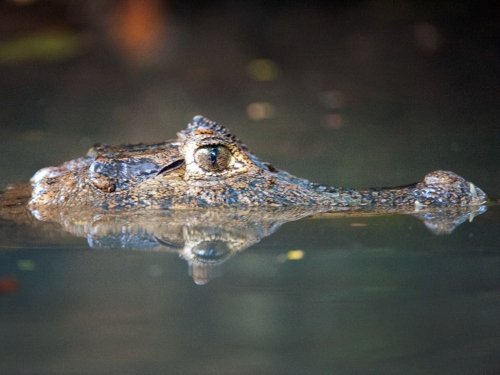 Caiman Found In Philly Park Euthanized After Rehoming Efforts Fail