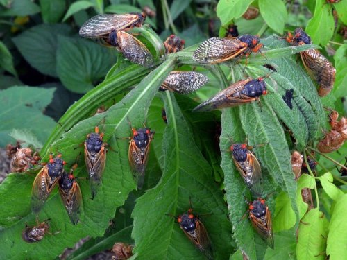 'Cicada-Geddon' Map: See Where Trillions Of The Noisy Bugs Will Emerge