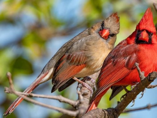 Learn About Native Birds During 2021 Maryland Park Quest - Flipboard