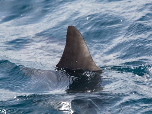Girl Fights Off Shark At South FL Beach, Survives Attack: Reports