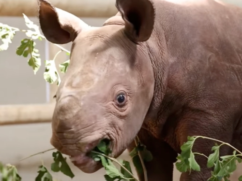 🦏 Zoo's Baby Rhino Has A Name + Book Banning + Stay Hungry 216