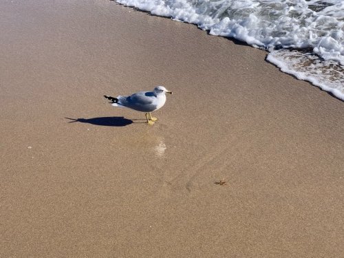 Rhode Island Sees Spike In Dead Seabirds, Avian Flu Could Be To Blame