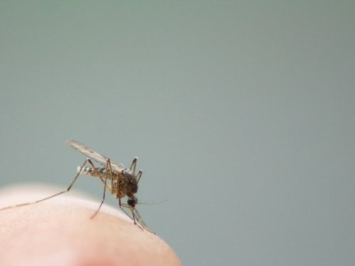County To Drop Mosquito Larvicide On Waterways In Oceanside